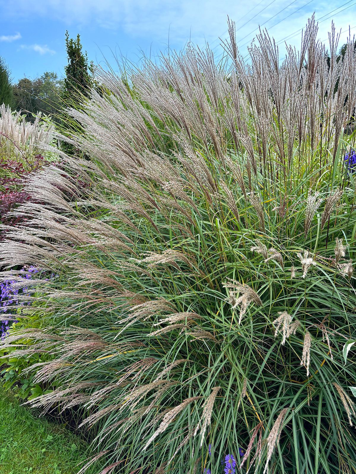 How do I add structure to the winter garden - Richard Jackson Garden
