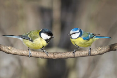 Great tit and Blue tit facing each other on a branch