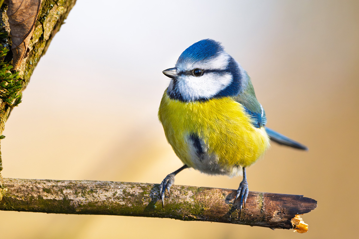 Blue tit standing on a branch