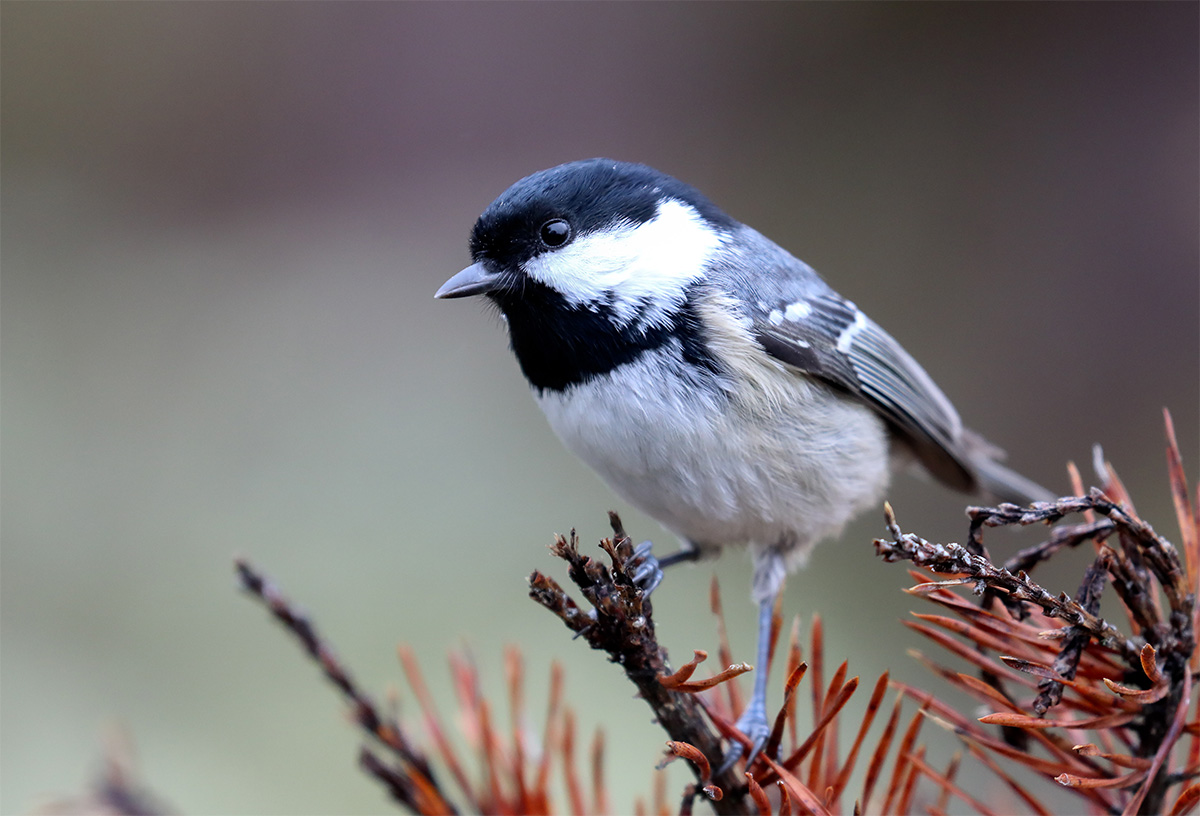Coal tit resting on a branch
