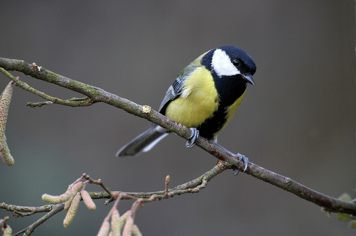 Male Great tit