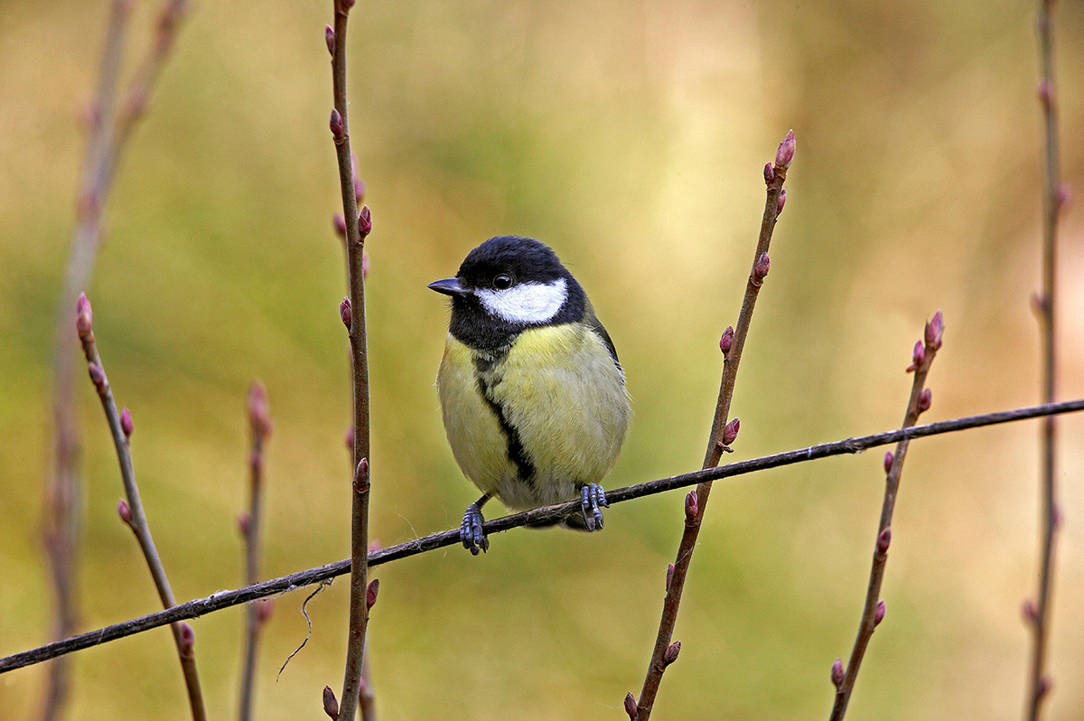 Female Great tit resting on a reed