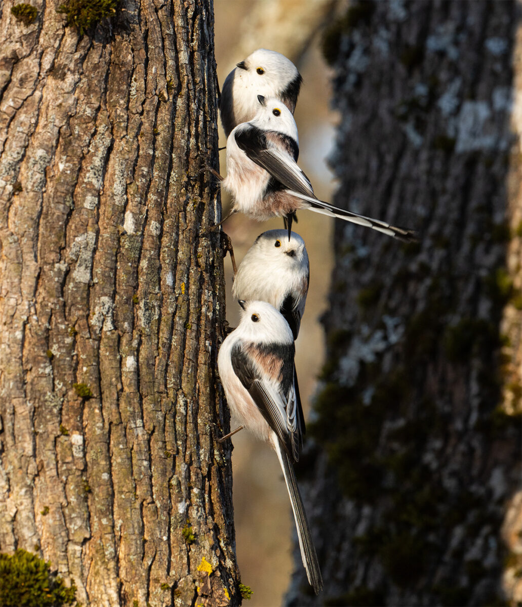 Group of Long-tailed tits on a tree