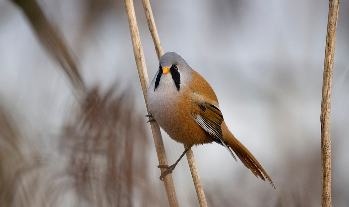 Bearded tit resting on a reed