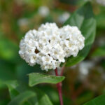 Viburnum Tinus Ladybird
