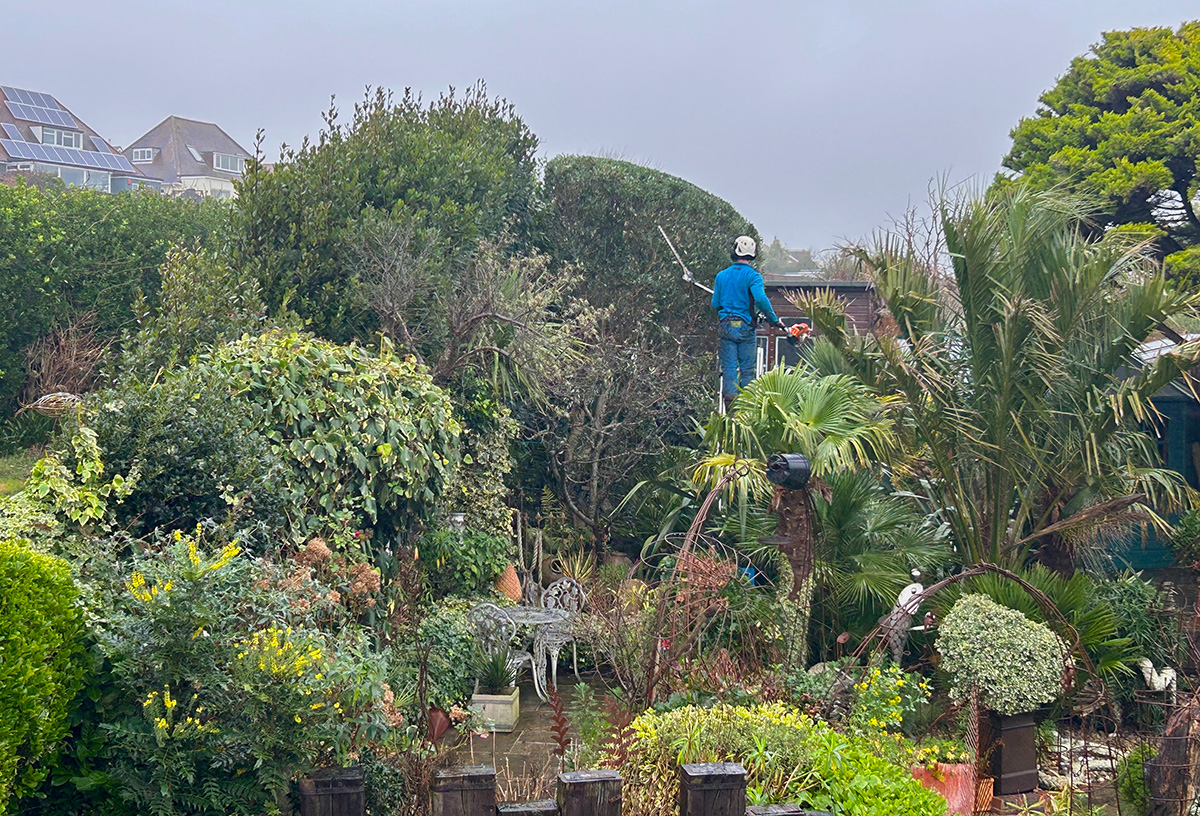 Trimming the olive tree at Driftwood