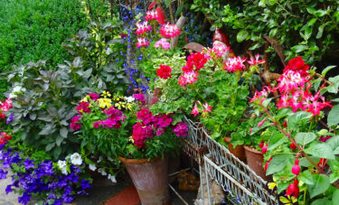 Summer containers at Driftwood Garden
