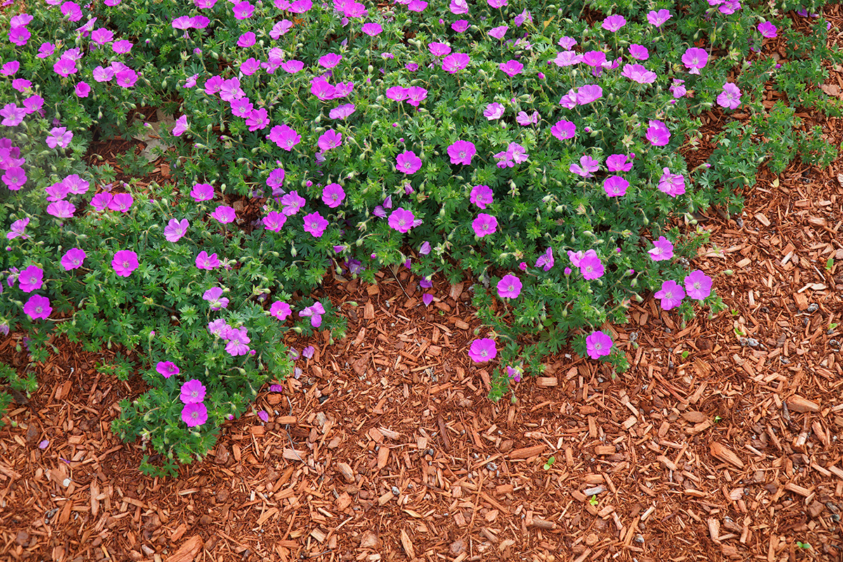 Mulched flower border.