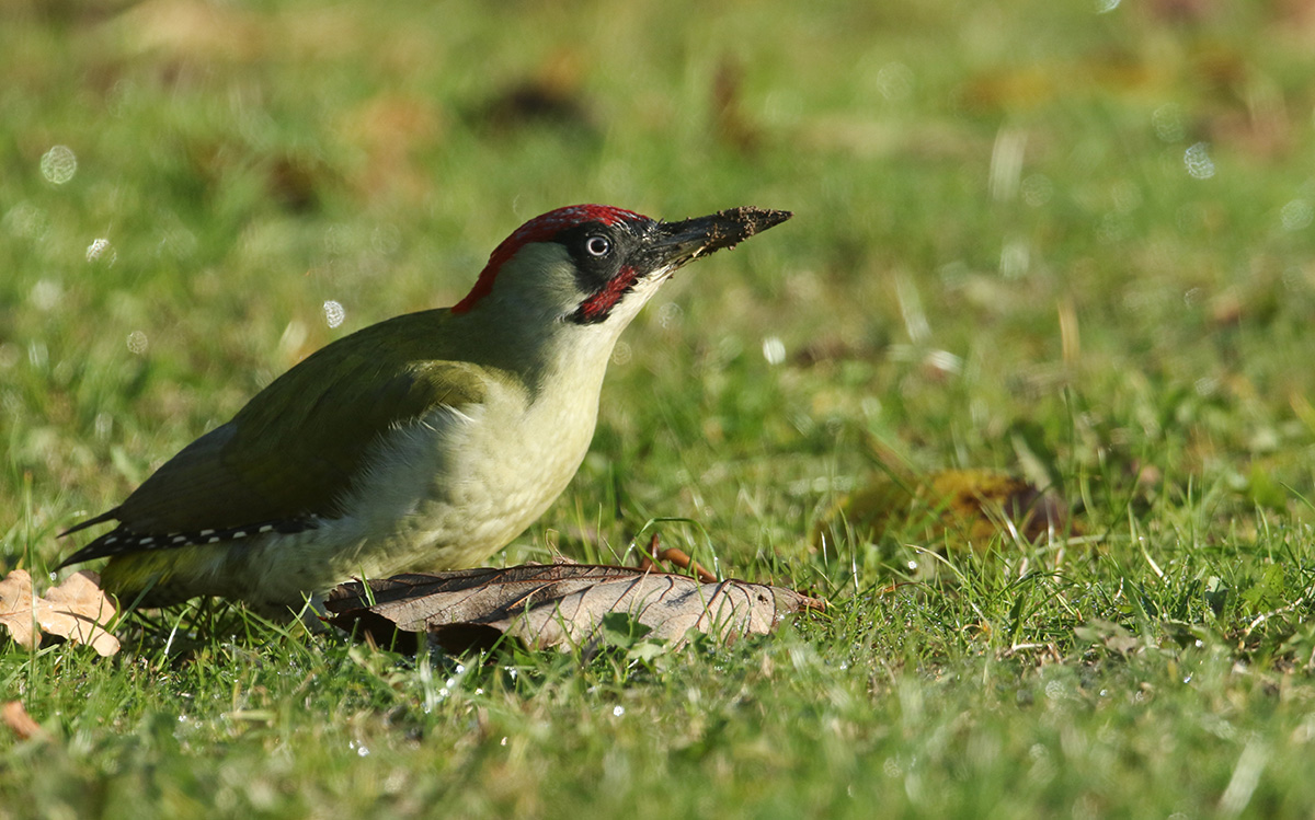 Green woodpecker feeding on ants in lawn