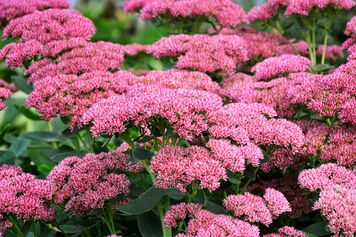 Pink sedum