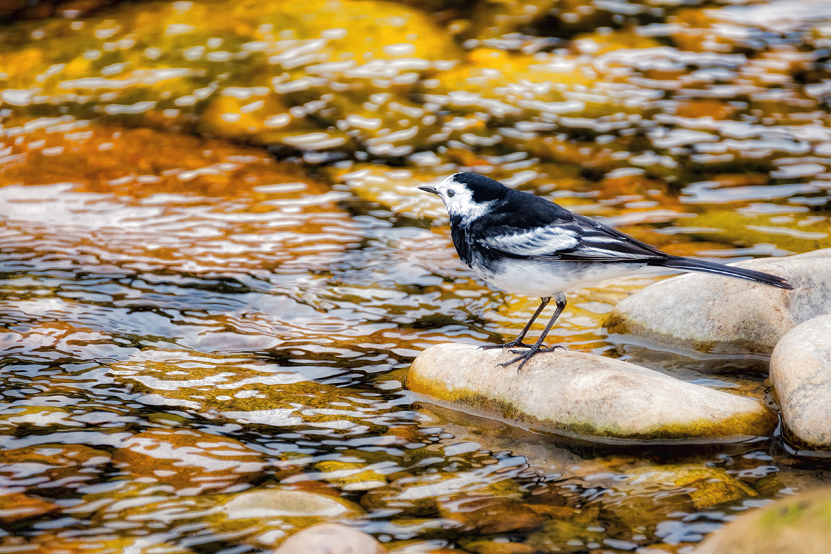 Pied wagtail resting on stone in river