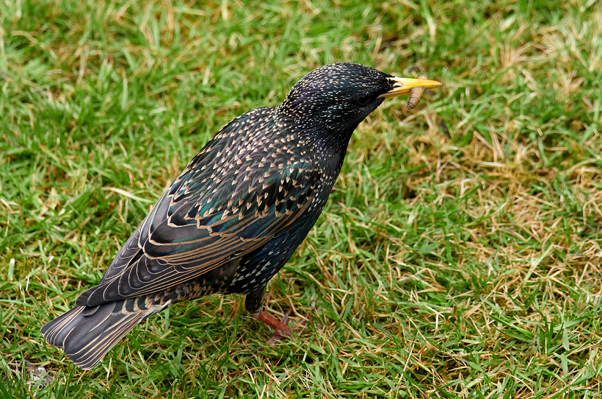 Starling feeding on grubs