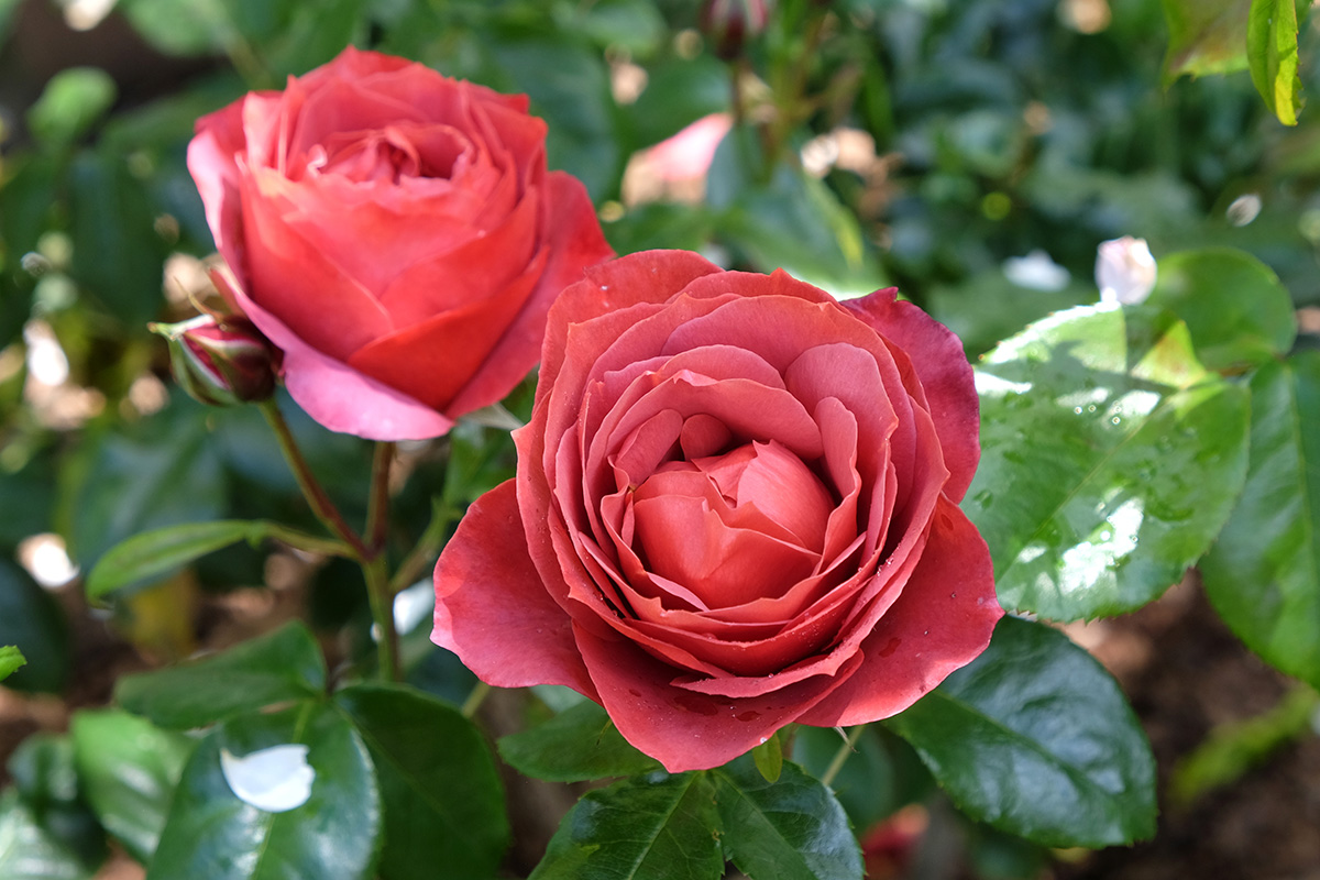 Rosa 'Hot Chocolate'