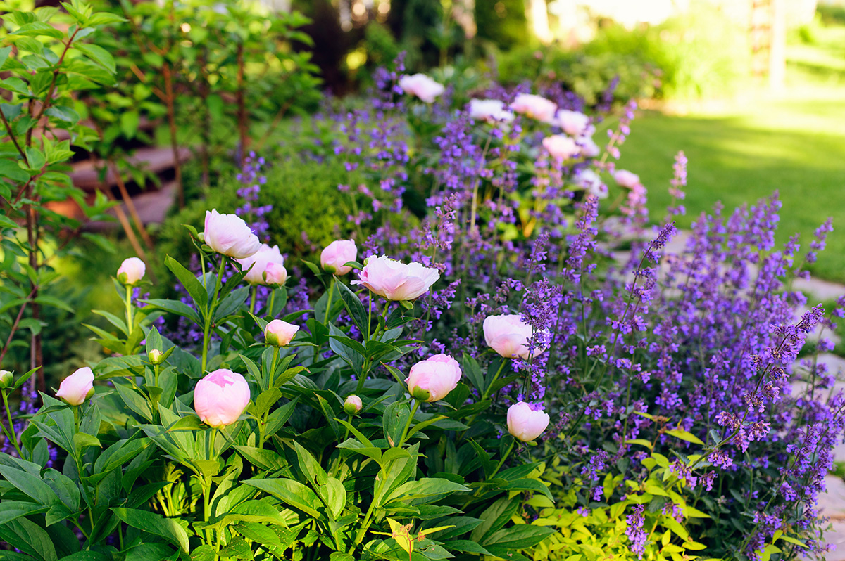Perennial border with nepeta and peonies