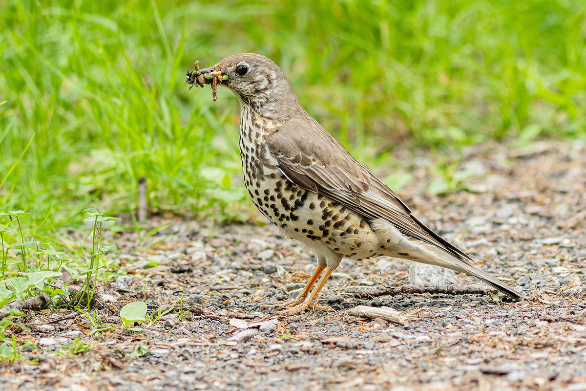 Song thrush collecting bugs