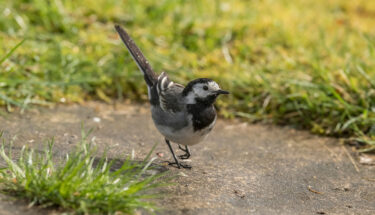 Pied wagtail