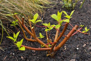 Coppiced dogwood