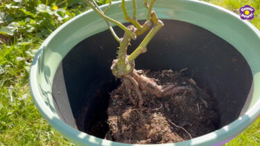 Debi Holland Rose Planting video still