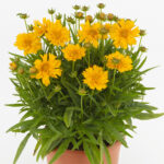 coreopsis double the sun