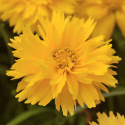 coreopsis double the sun