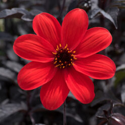 dahlia mystic enchantment