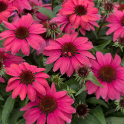 echinacea sunmagic vintage red