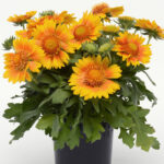 gaillardia mesa peach