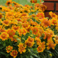 gaillardia mesa peach