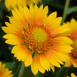 gaillardia mesa peach