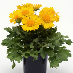 gaillardia mesa yellow