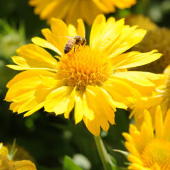 gaillardia mesa yellow