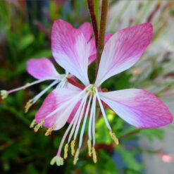 gaura little janie