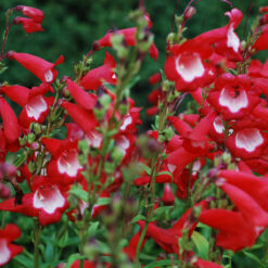 Penstemon Arabesque