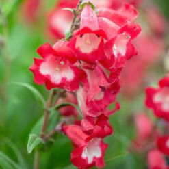 Penstemon Arabesque Red
