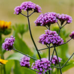 Verbena Buenos Aires
