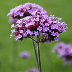 Verbena Buenos Aires
