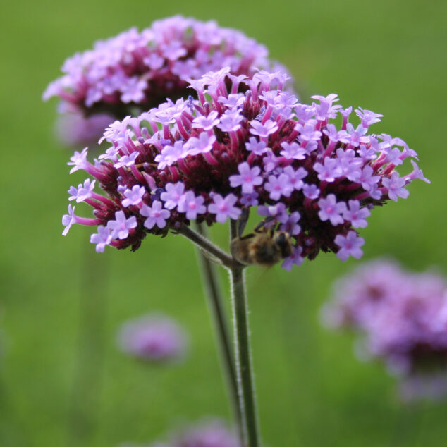 Verbena Buenos Aires