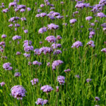 Verbena Buenos Aires