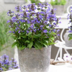 nepeta neptune
