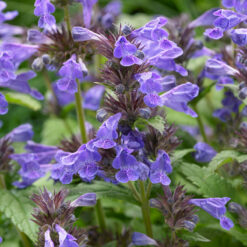 nepeta neptune