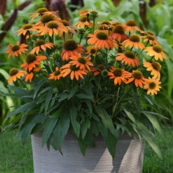 echinacea lakota orange
