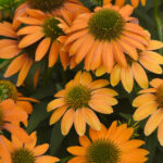 echinacea lakota orange