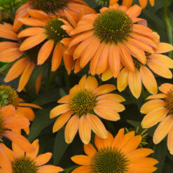 echinacea lakota orange