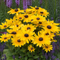 rudbeckia sunbeckia maya