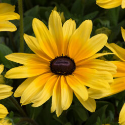 rudbeckia sunbeckia maya