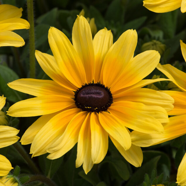 rudbeckia sunbeckia maya