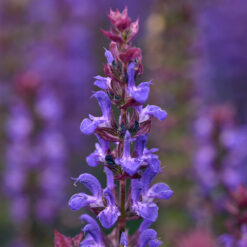 salvia salvatore blue