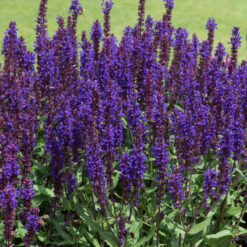 salvia salvatore blue
