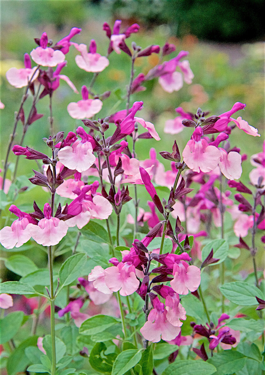 Salvia Peach Melba