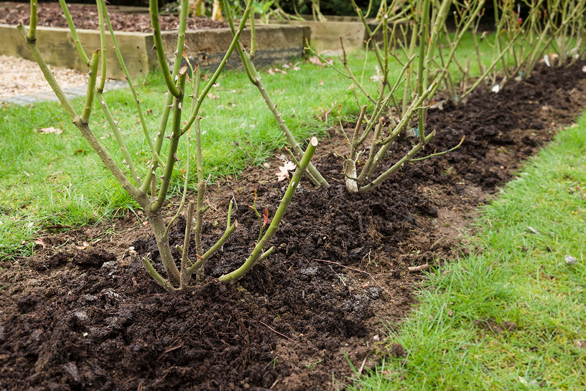 Mulched rose border